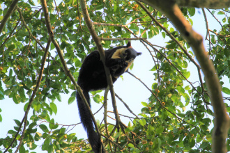 Ngăn ngừa sự tuyệt chủng